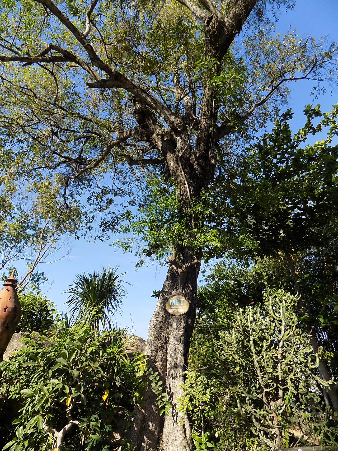 Diospyros mollis: Diospyros mollis à Nha Trang au Vietnam