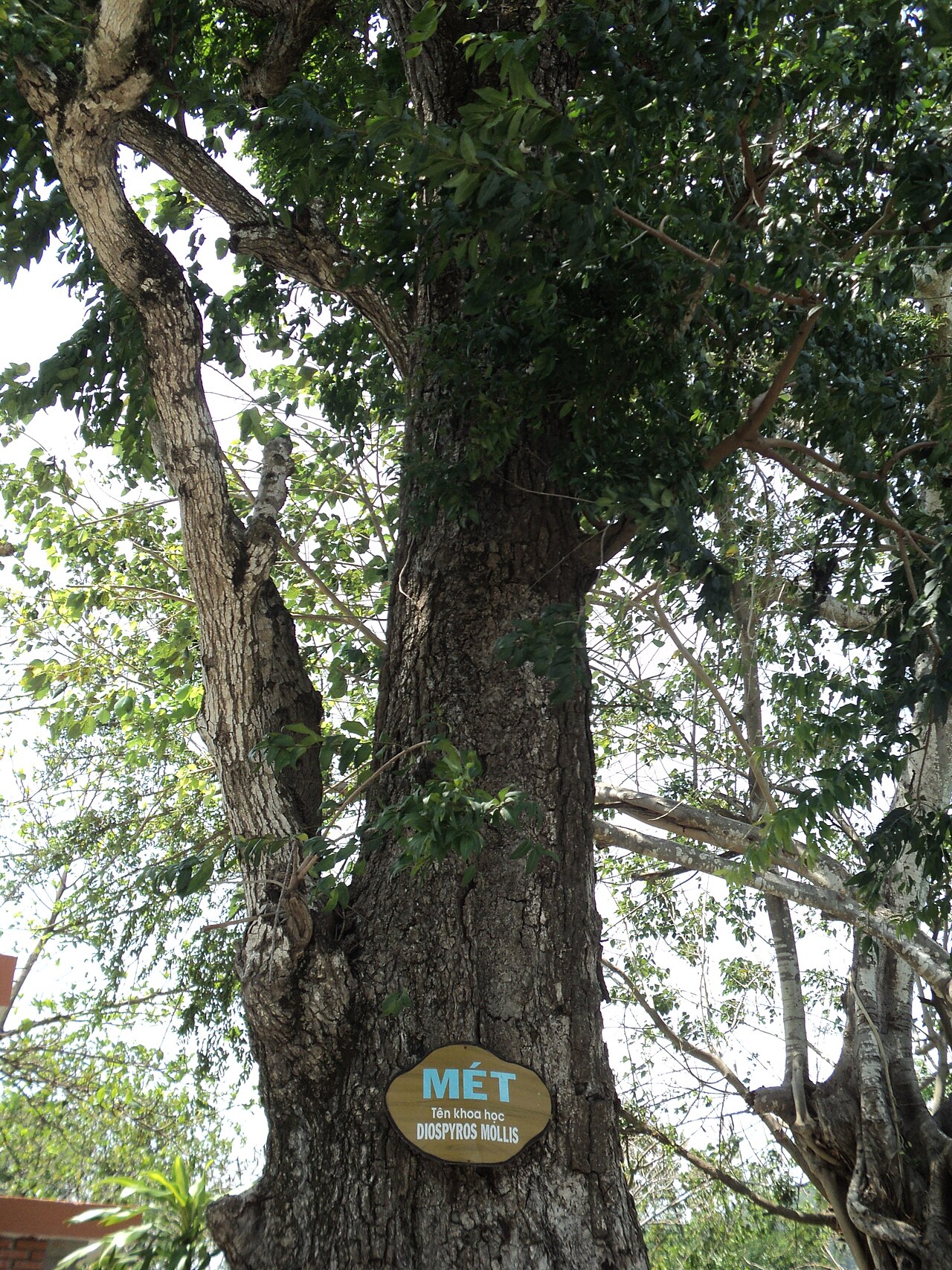 Diospyros mollis: Diospyros mollis