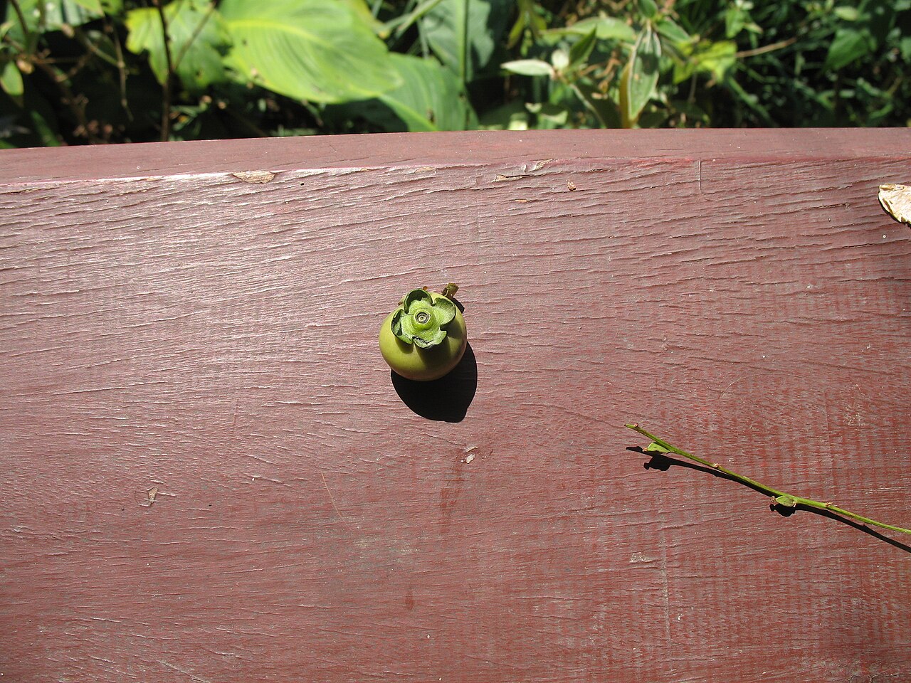 Diospyros mollis: Le fruit de Diospyros mollis encore vert