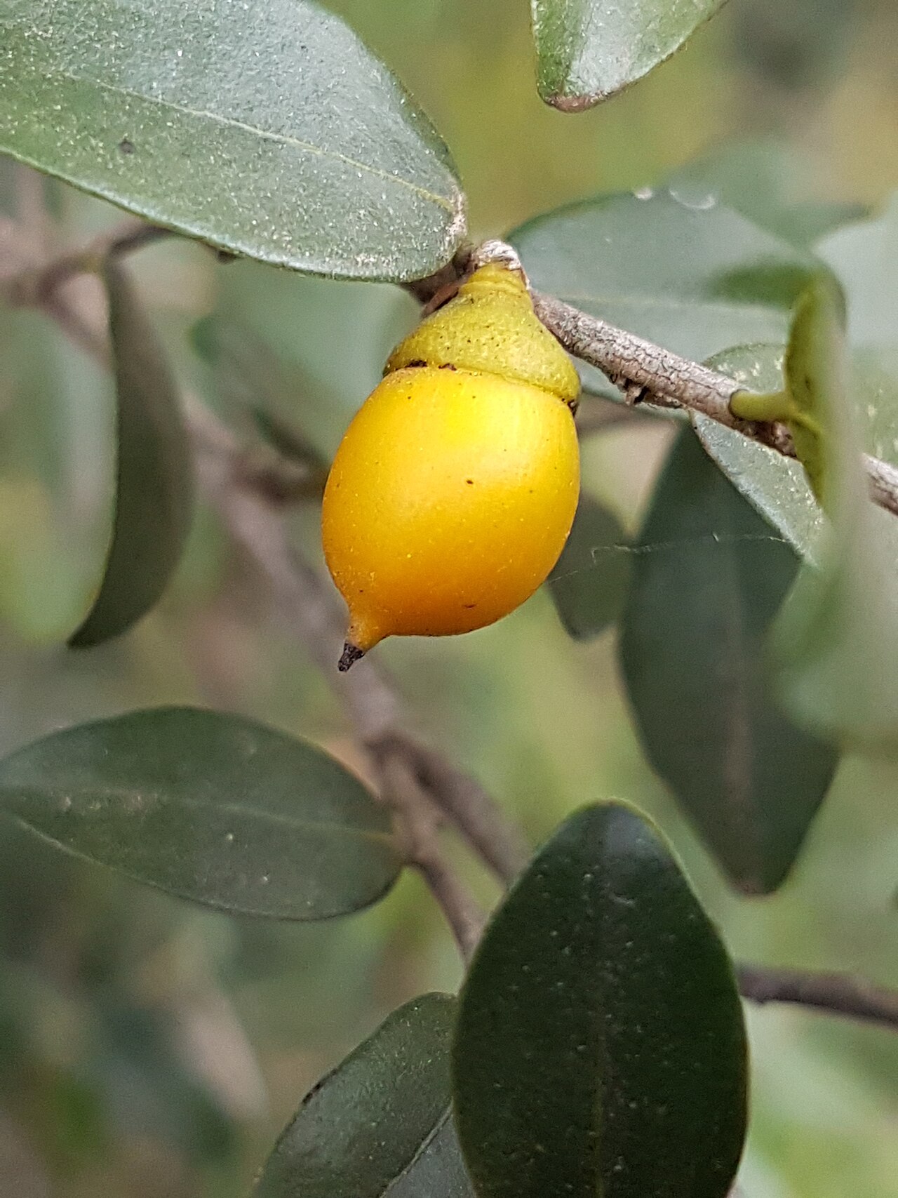 Acorn jackal-berry: Diospyros natalensis (Harv.) Brenan - fruit from tree cultivated at Walter Sisulu Botanical Garden, Johannesburg, South Africa
