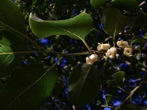 Common persimmon: Photo of Diospyros virginiana in flower. This is a native plant growing wild in the C & O Canal National Historical Park, in Montgomery county Maryland, USA. Th