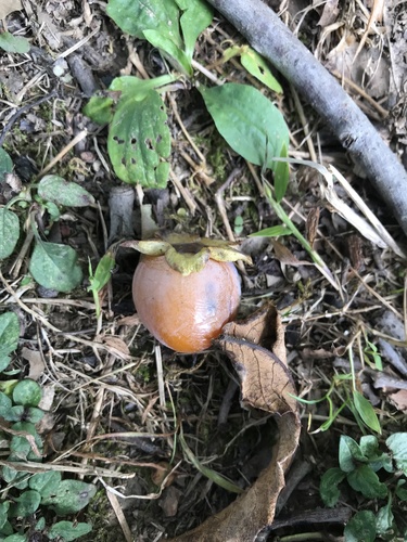 Common persimmon (Diospyros virginiana)