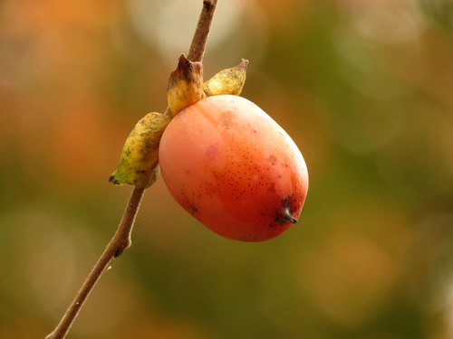 Common persimmon (Diospyros virginiana)
