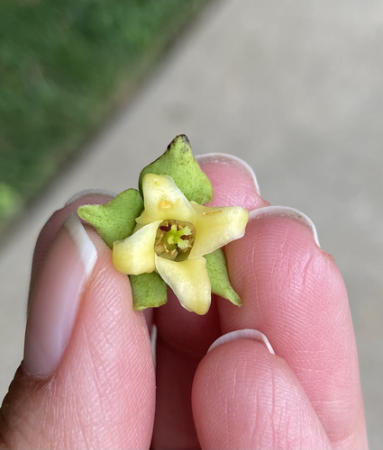 Common persimmon (Diospyros virginiana)