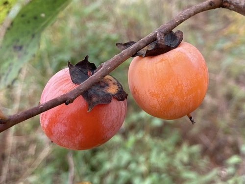 Common persimmon (Diospyros virginiana)