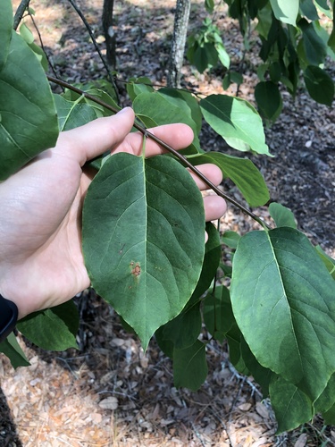 Common persimmon (Diospyros virginiana)