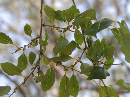 Common persimmon (Diospyros virginiana)