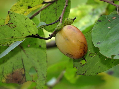 Common persimmon (Diospyros virginiana)