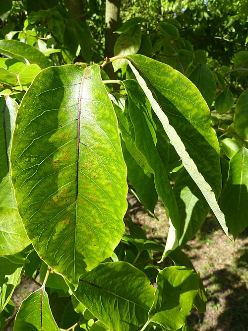 Common persimmon: Diospyros virginiana L. - common persimmon - leaves