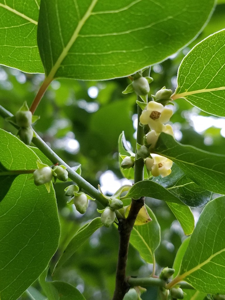 Common persimmon (Diospyros virginiana)