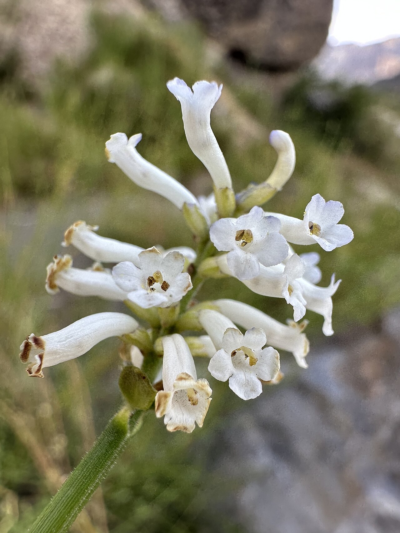 Diostea juncea: Diostea juncea in Chile