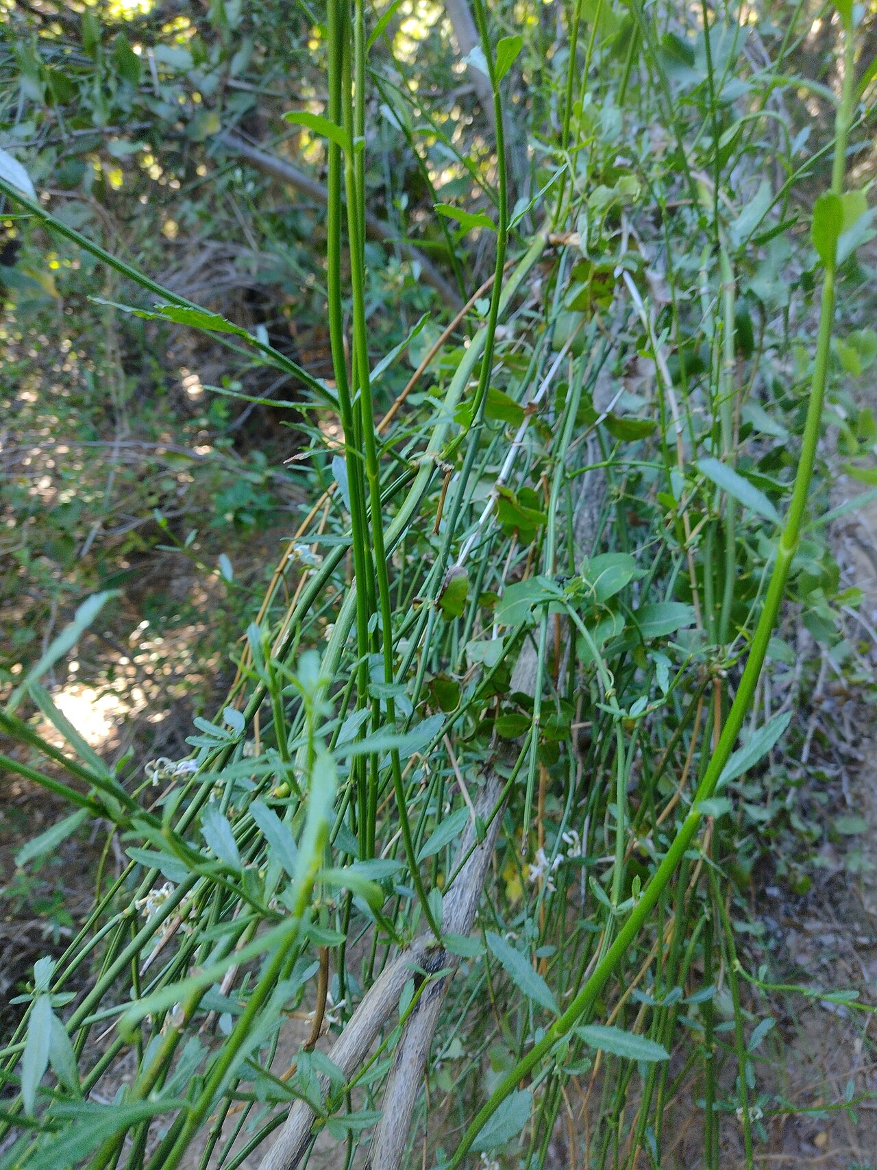 Diostea juncea: Diostea juncea in Argentina