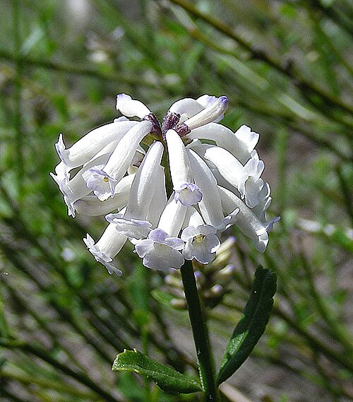 Diostea juncea: The flowers of Retama del Cordillera. San Francisco Botanical Gardens. In context at www.dixpix.ca/sth_cordillera/flora/verbenas/index.html