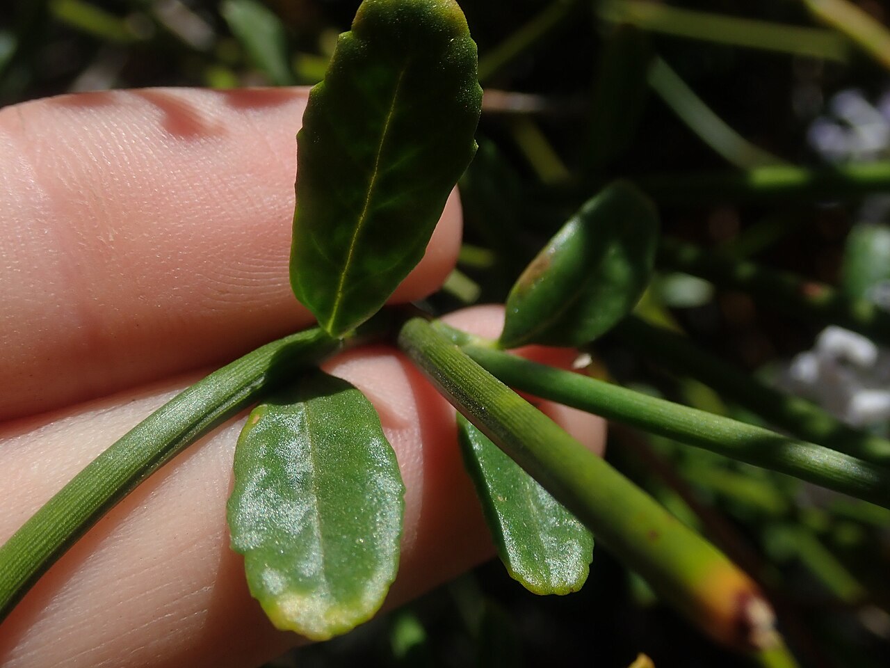 Diostea juncea: Diostea juncea in Chile