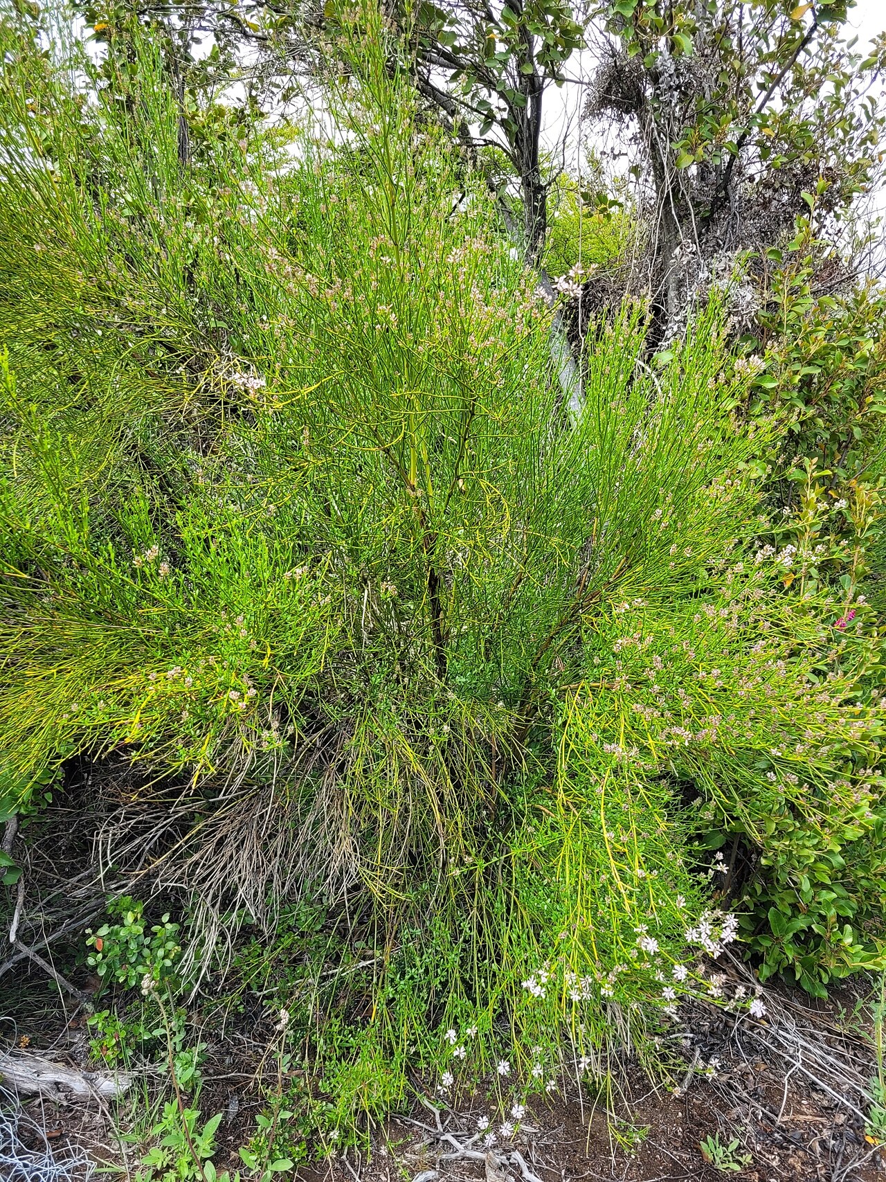 Diostea juncea: Diostea juncea in Argentina