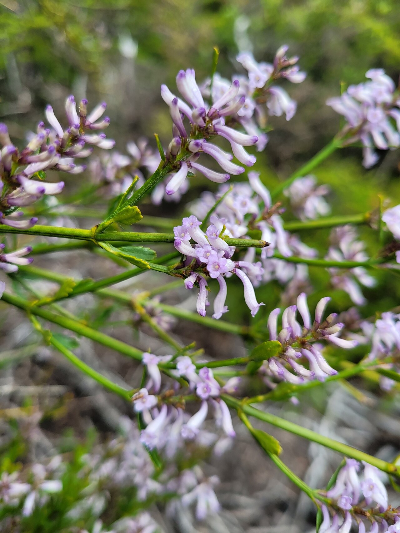 Diostea juncea: Diostea juncea in Argentina