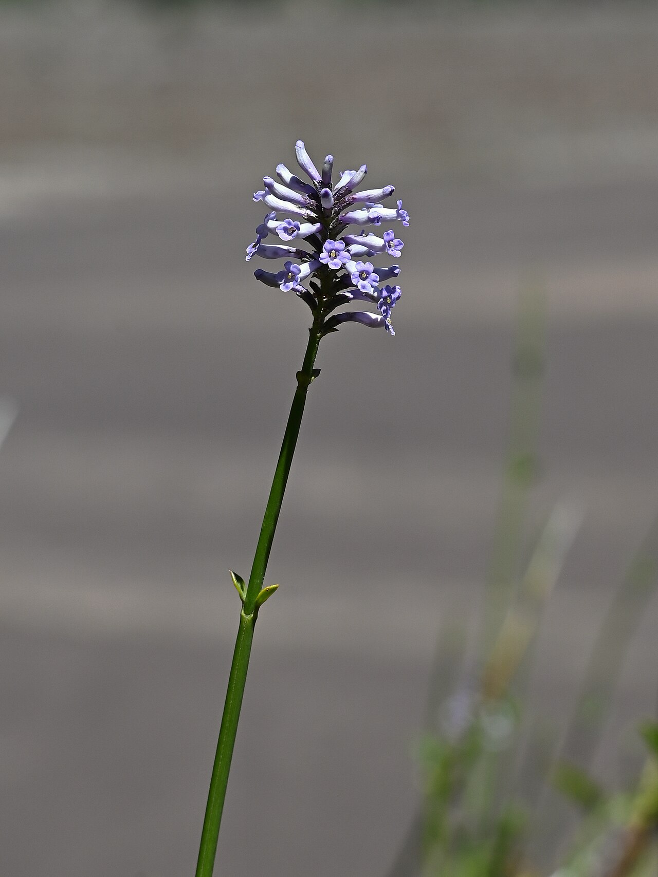 Diostea juncea: Diostea juncea in Valle de la luna in PN Laguna del Laja, Biobio, Chile