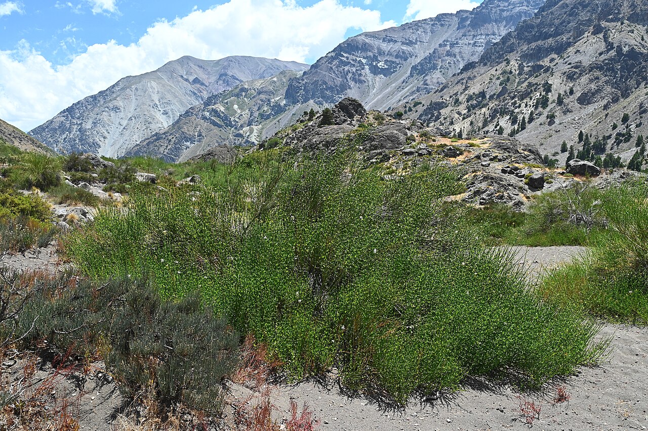 Diostea juncea: Diostea juncea 14km SE from El Medano in Rio Maule valley, Region del Maule, Chile