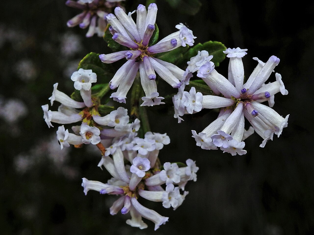 Diostea juncea: Diostea juncea in Argentina