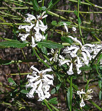 Diostea juncea: Retama del Cordillera, a shrub native to southern South America but here at San Francisco Botanical Gardens. In context at www.dixpix.ca/sth_cordillera/flora/ve