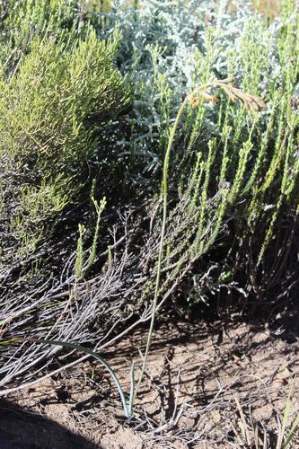 Dipcadi brevifolium (Dipcadi brevifolium)