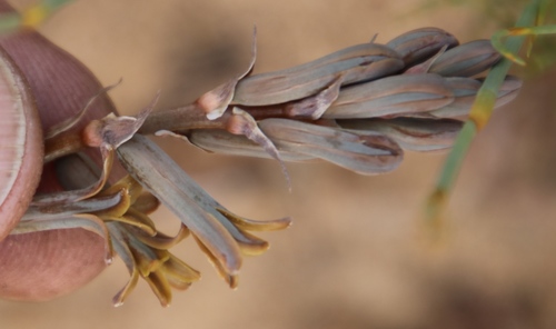 Dipcadi brevifolium (Dipcadi brevifolium)
