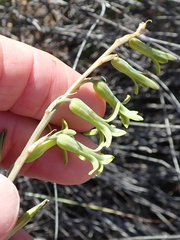 Dipcadi brevifolium (Dipcadi brevifolium)
