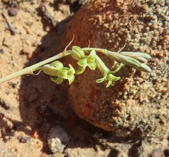 Dipcadi brevifolium (Dipcadi brevifolium)