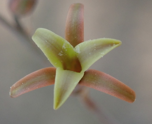 Dipcadi brevifolium (Dipcadi brevifolium)