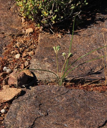 Dipcadi brevifolium (Dipcadi brevifolium)