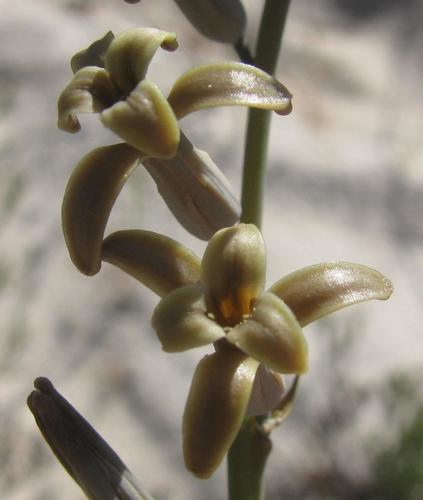 Dipcadi brevifolium (Dipcadi brevifolium)