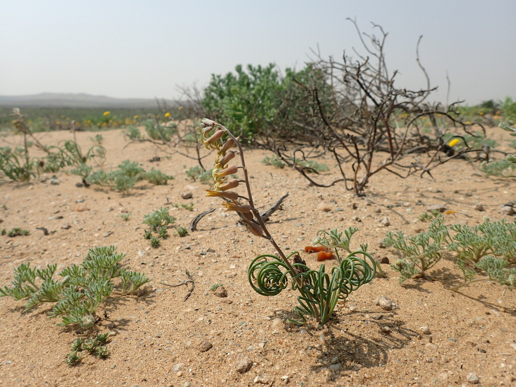 Dipcadi brevifolium (Dipcadi brevifolium)