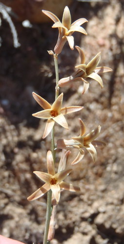 Dipcadi brevifolium (Dipcadi brevifolium)