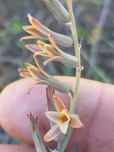 Dipcadi brevifolium (Dipcadi brevifolium)