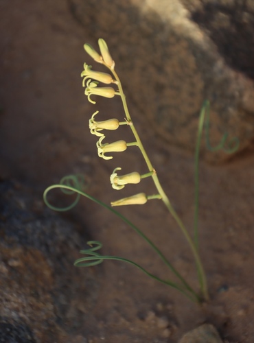 Dipcadi brevifolium (Dipcadi brevifolium)