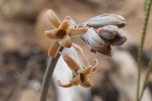 Dipcadi brevifolium (Dipcadi brevifolium)