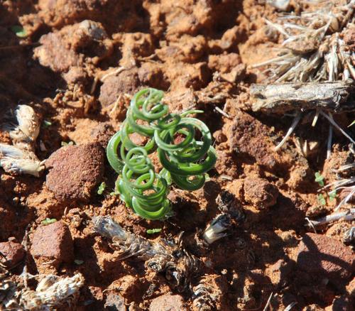 Curly-curly (Dipcadi ciliare)