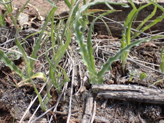 Curly-curly (Dipcadi ciliare)