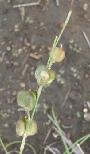 Curly-curly (Dipcadi ciliare)