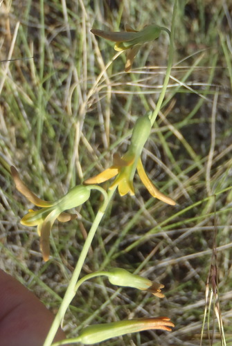 Curly-curly (Dipcadi ciliare)