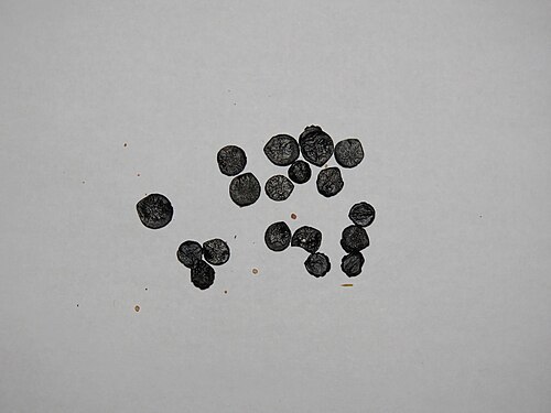 Dipcadi glaucum: The seeds from a Dipcadi glaucum plant that are dispersed when the plant dies and its pods bursts open