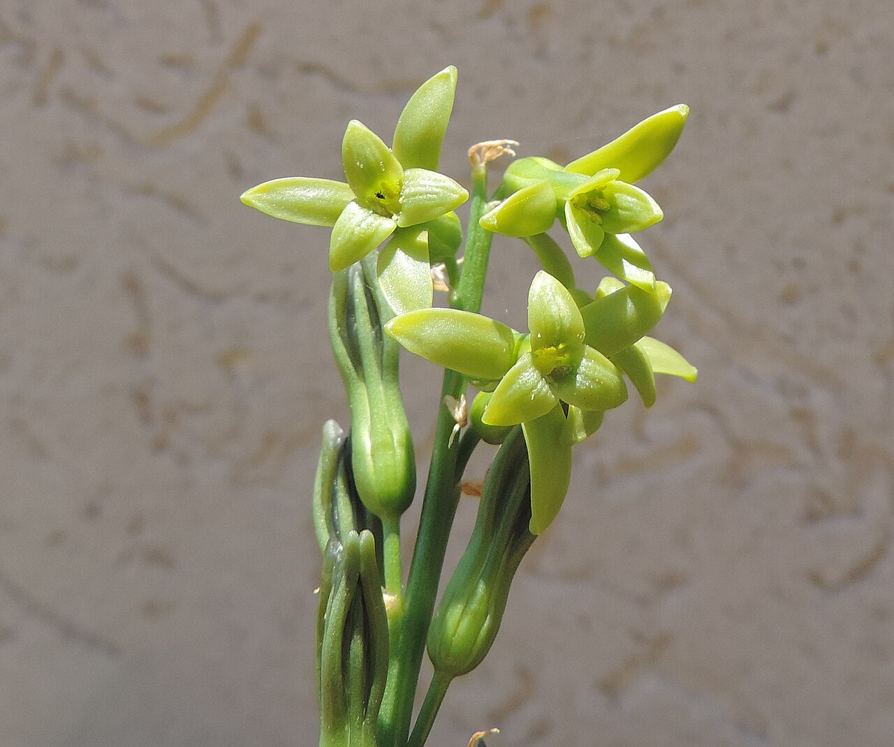 Dipcadi longifolium: Dipcadi longifolium 2