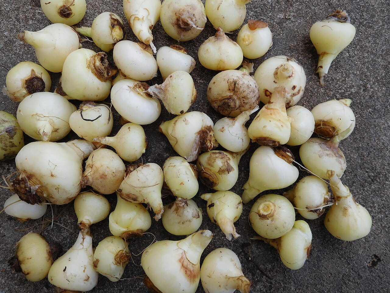 Dipcadi longifolium: Dipcadi longifolium 4
