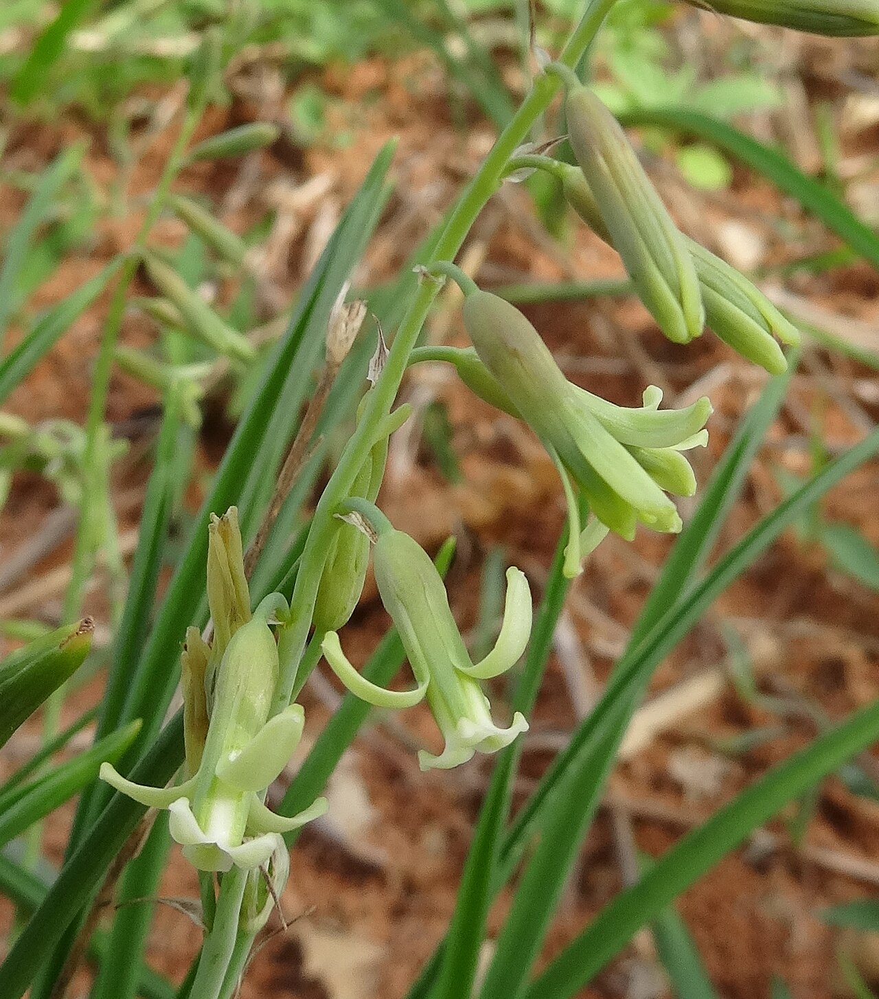 Dipcadi longifolium: Early rainy season in Pemba, with bulbs emerging in many places. Dipcadi longifolium (family: Hyacinthaceae) is one of the most common of these.