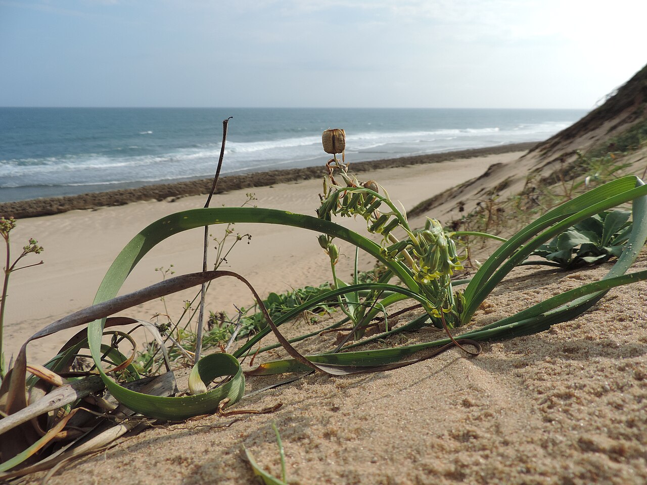 Dipcadi longifolium: Grows on the seaward dunes close to Xai-Xai, southern Mozambique.