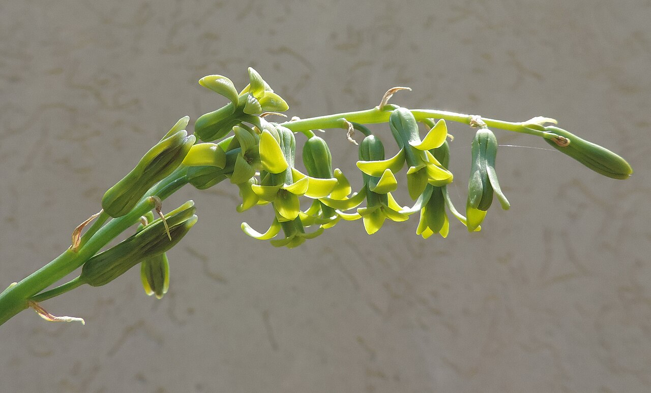 Dipcadi longifolium: Dipcadi longifolium 3