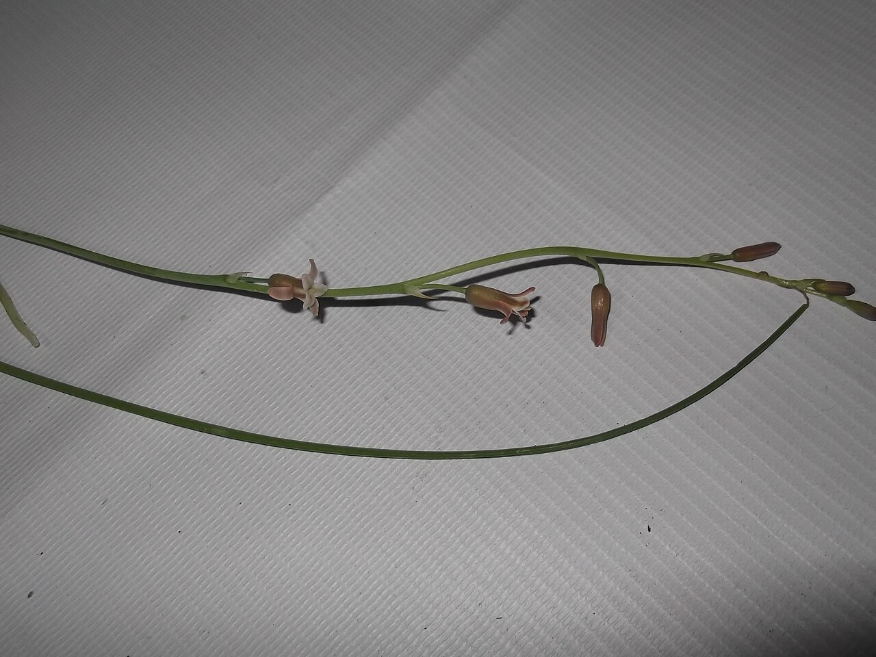 Dipcadi montanum: Bulbous plant.