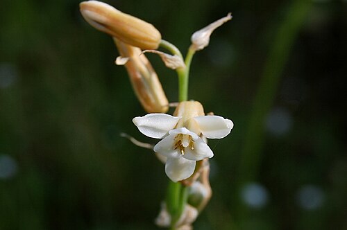 Dipcadi montanum: A flower of Dipcadi montanum .