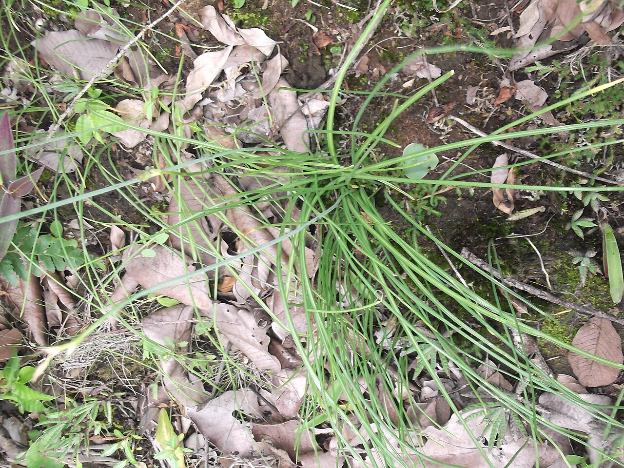 Dipcadi montanum: Bulbous plant.