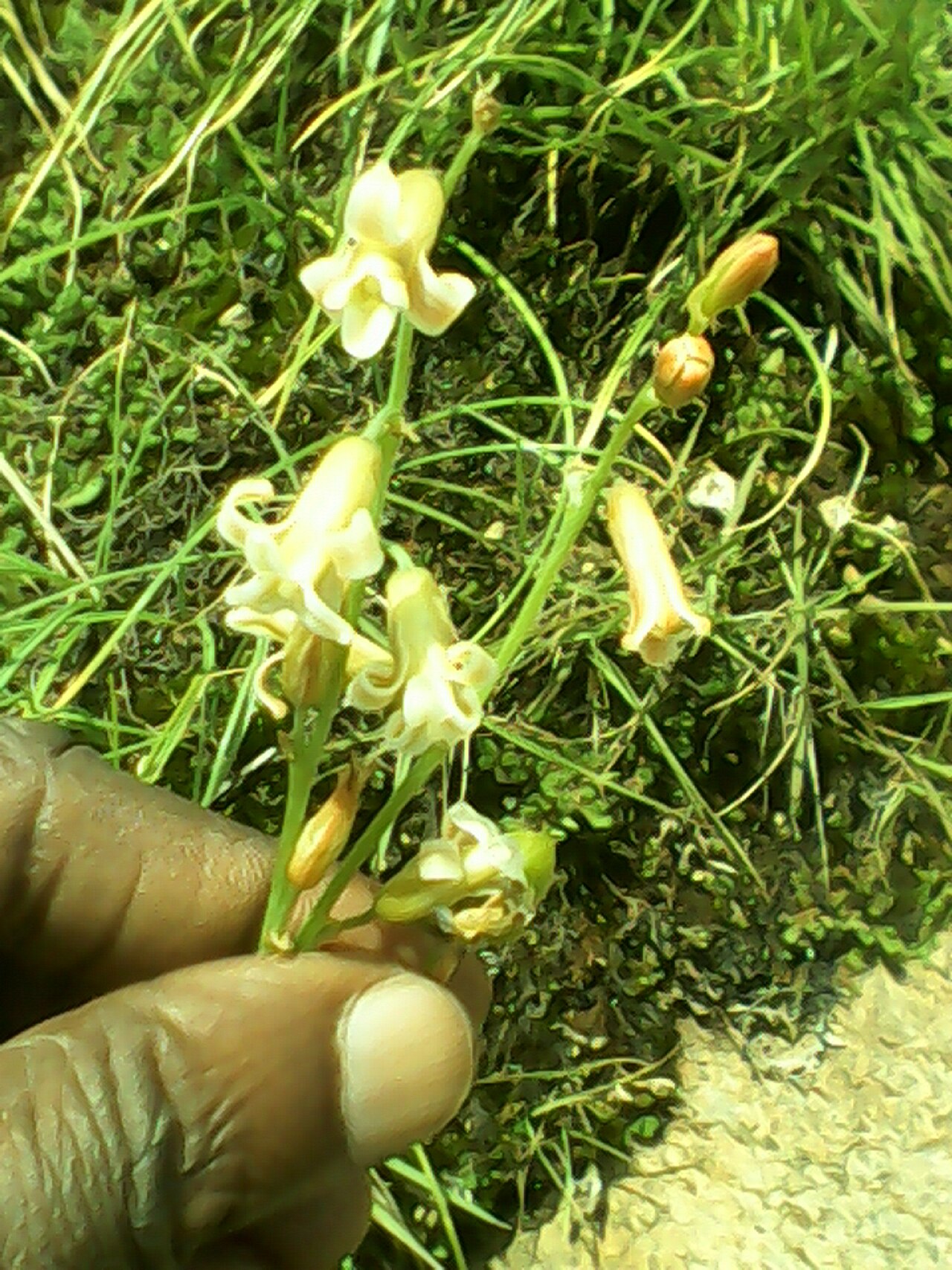 Dipcadi montanum: BULBOUS HERB,GROWING ON ROCKY AREA,FLOWERS BROWNISH.